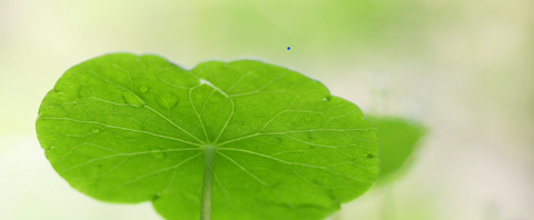 gotu kola herb for memory support