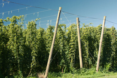 growing hops