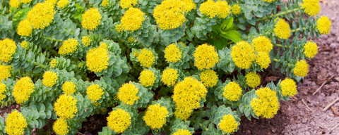 rhodiola herb for memory support