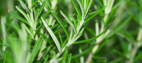 rosemary  herb for memory support