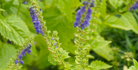 skullcap herb for memory support