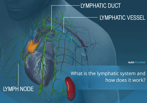 What is the lymphatic system and how does it work?