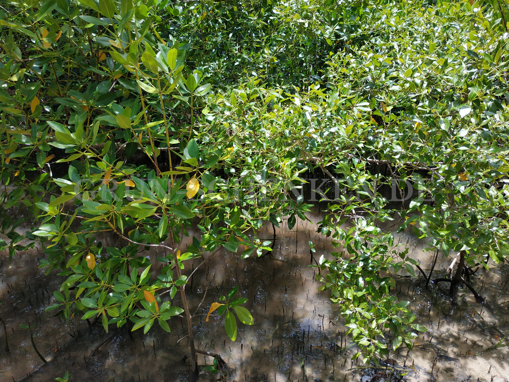 Avicennia marina - Graue Mangrove
