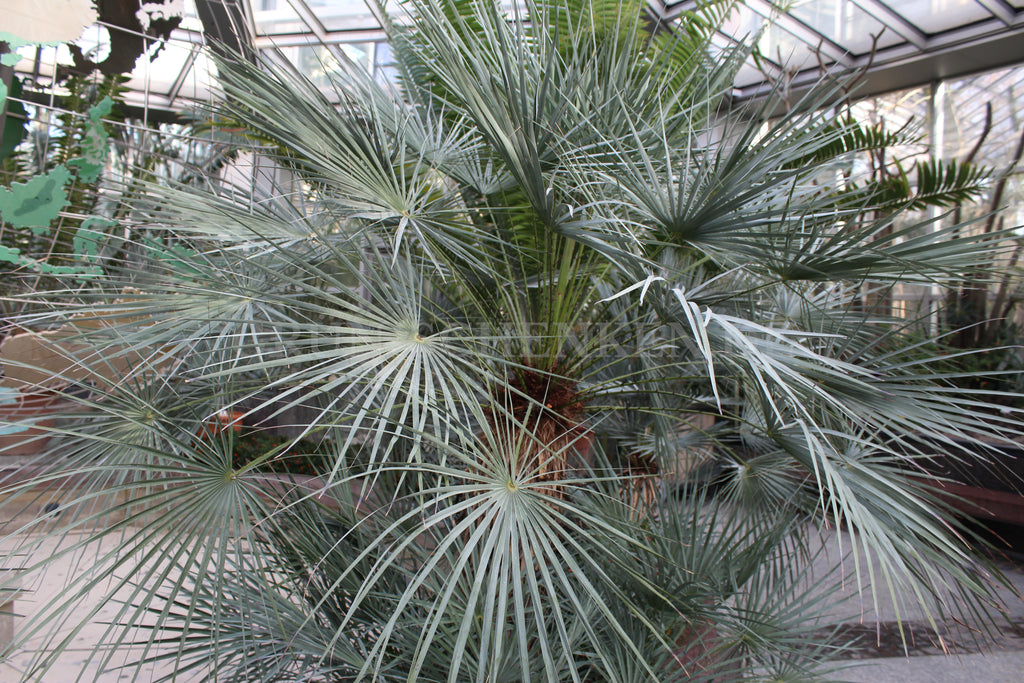 Chamaerops humilis - Europäische Zwergpalme