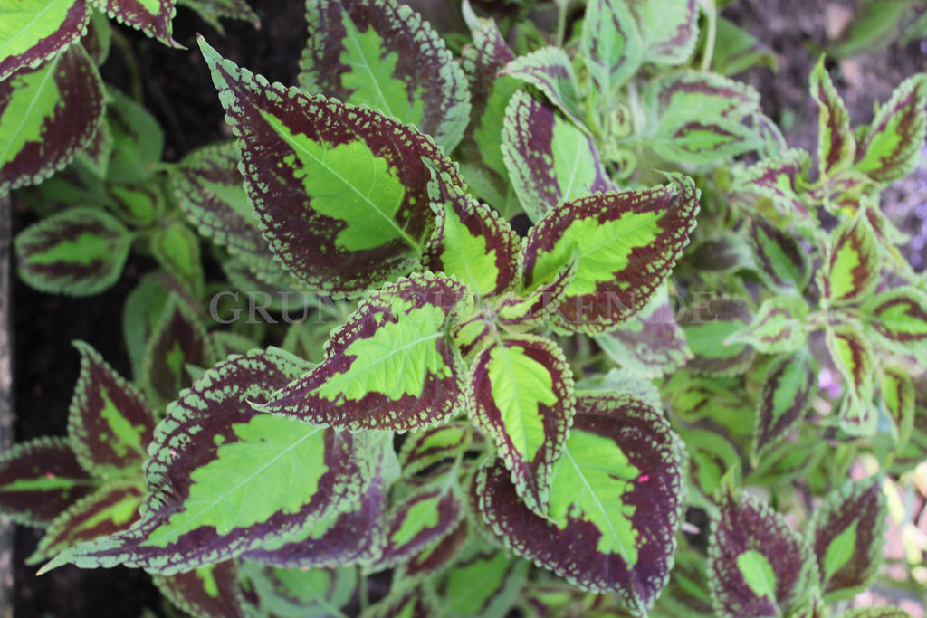 Coleus scutellarioides - Buntnessel