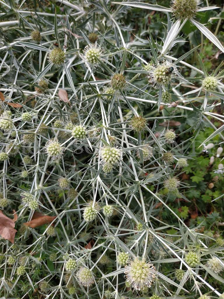 Eryngium campestre - Feld-Mannstreu