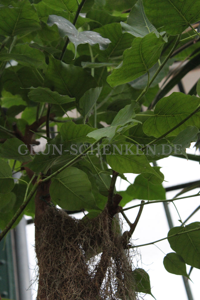 Ficus religiosa - Bodhibaum