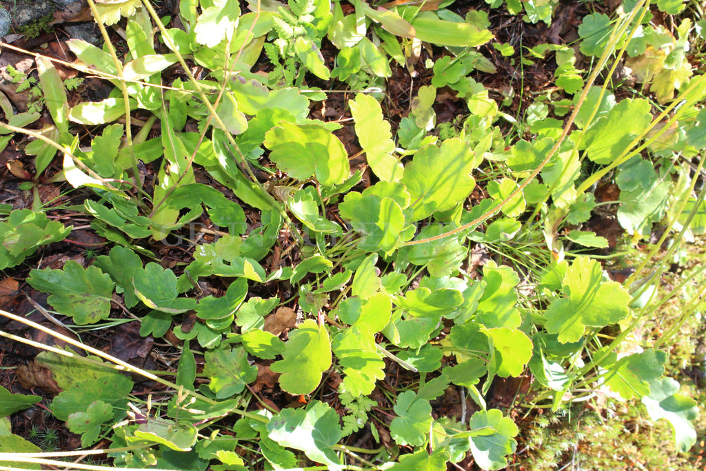 Heuchera cylindrica - Walzen-Purpurglöckchen