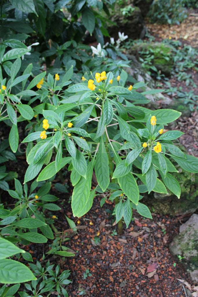 Impatiens auricoma - Afrikanisches Springkraut