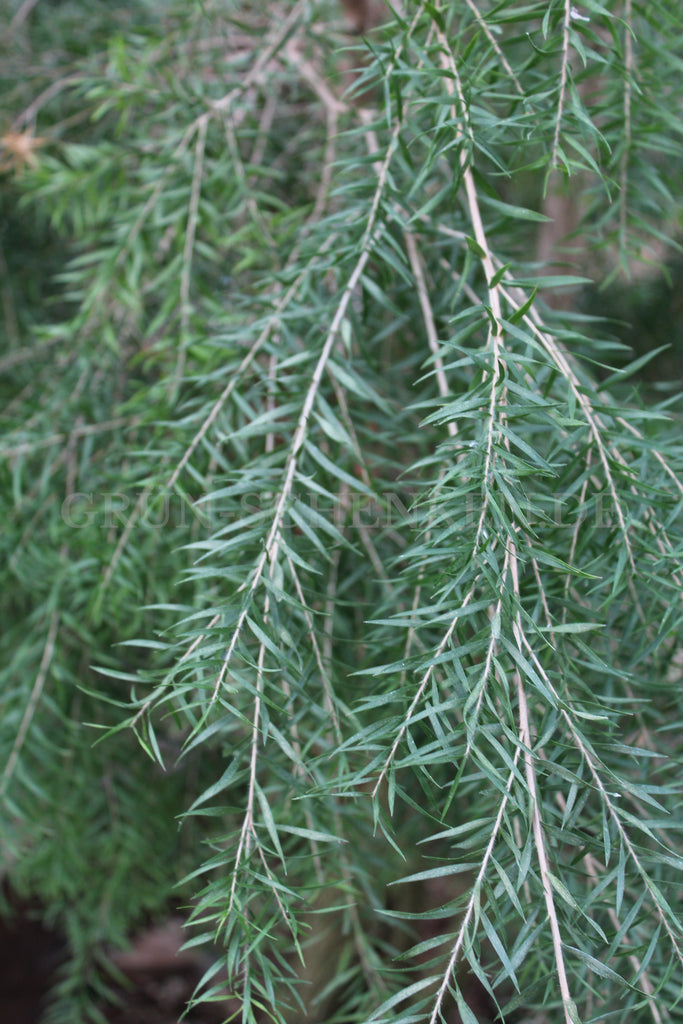 Melaleuca bracteata - Black Tea Tree