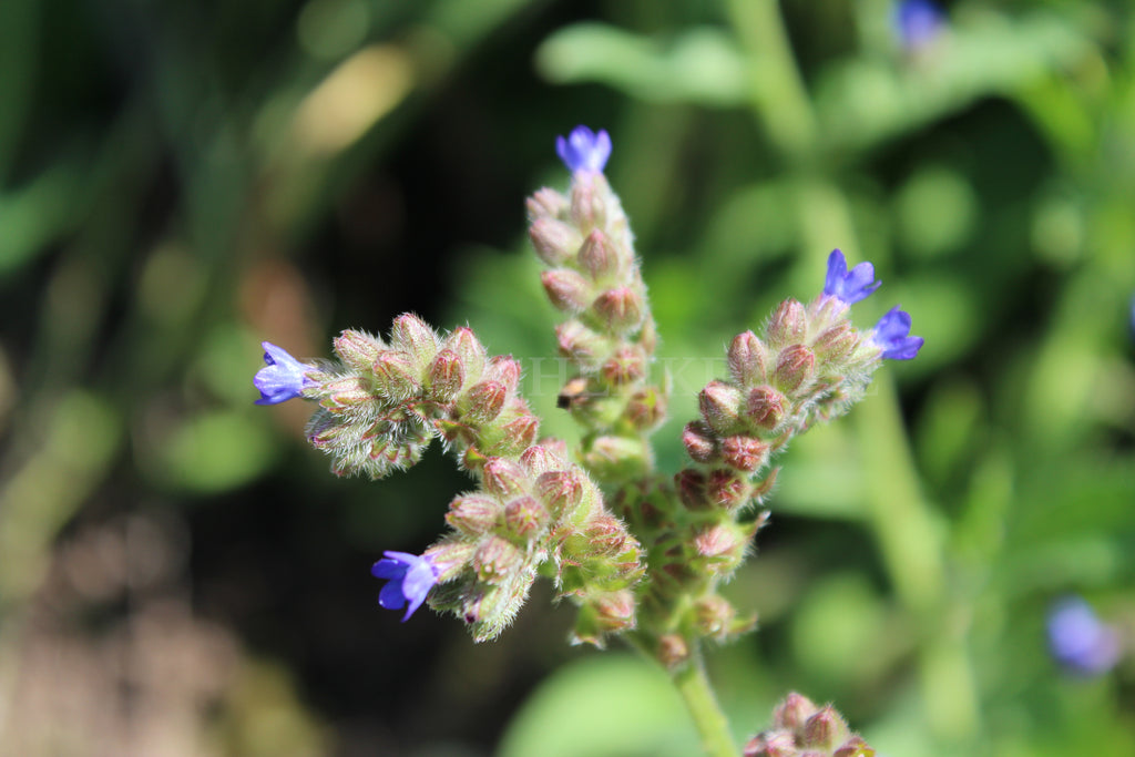 Mertensia maritima - Austernpflanze