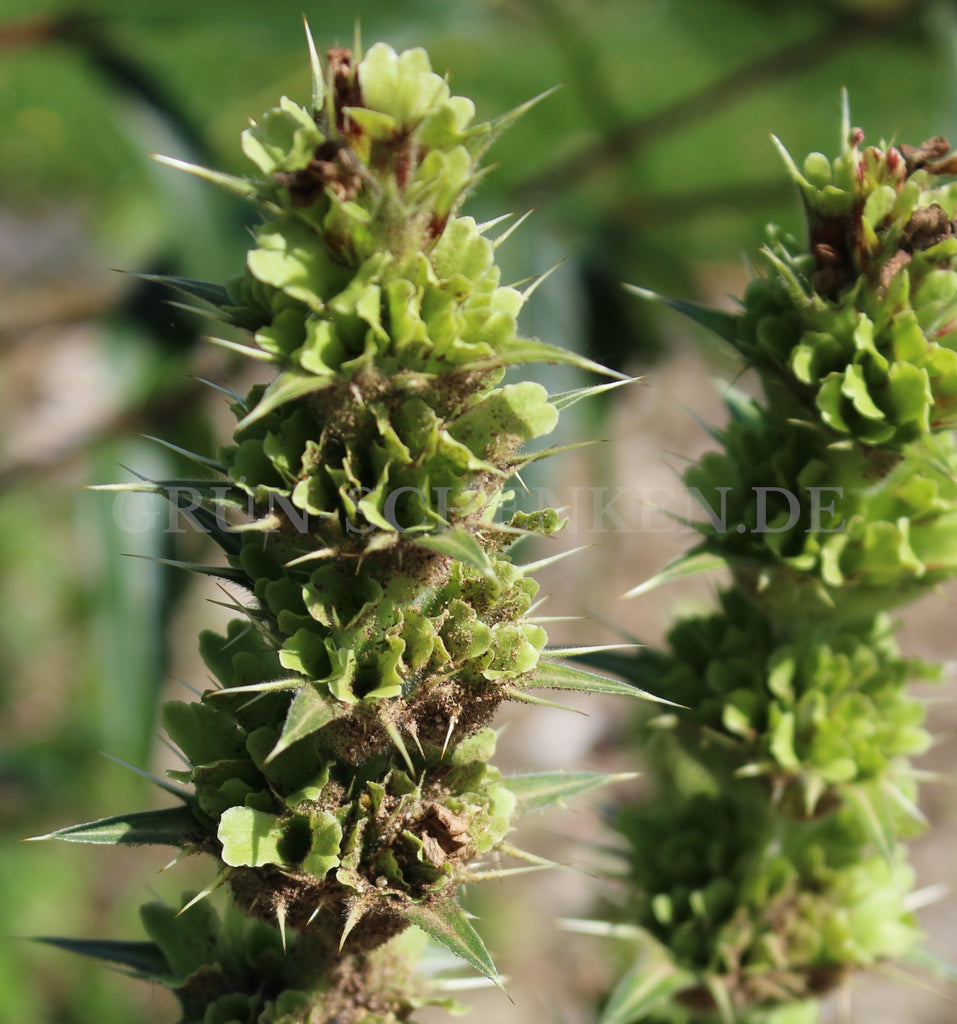 Morina longifolia - Langblättrige Kardendistel