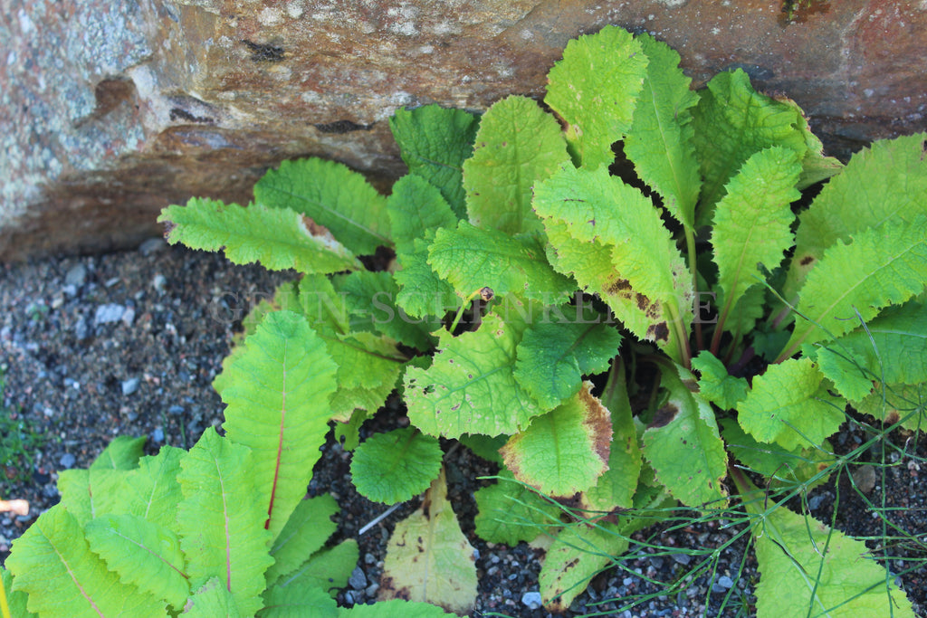 Primula chungensis - Yunnan-Primel