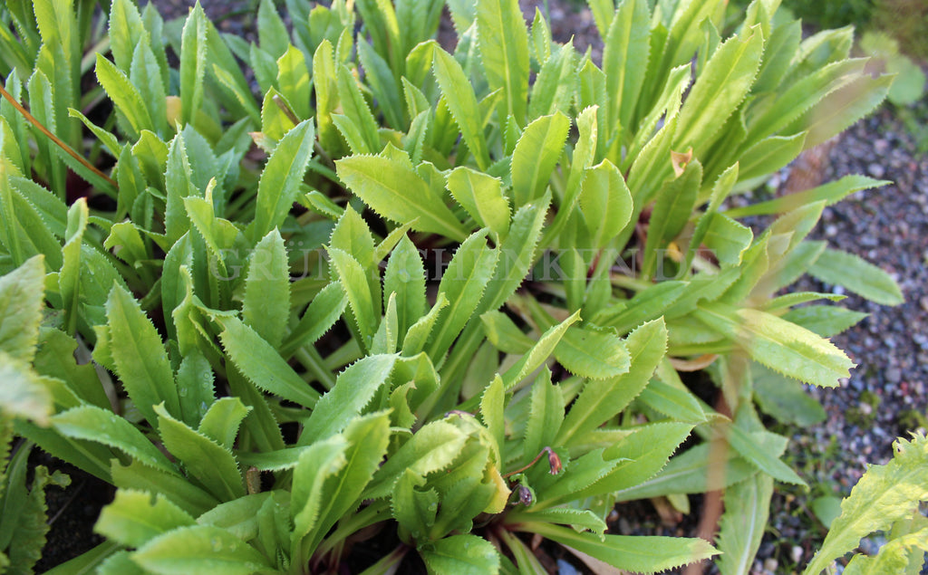 Primula secundiflora - Himalaya-Primel