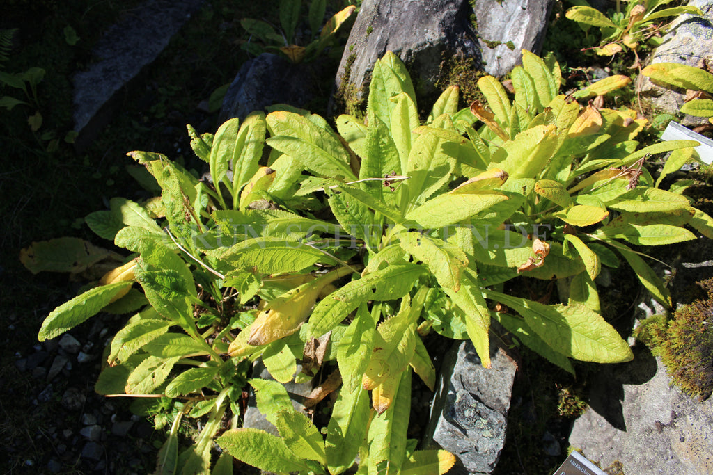 Primula strumosa