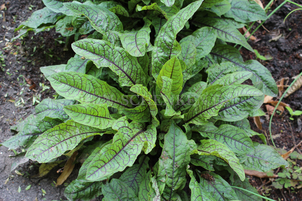 Rumex rugosus - Garten Sauerampfer