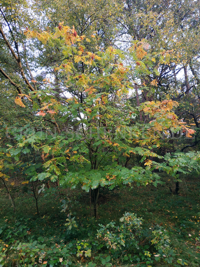 Sorbus aucuparia - Vogelbeere