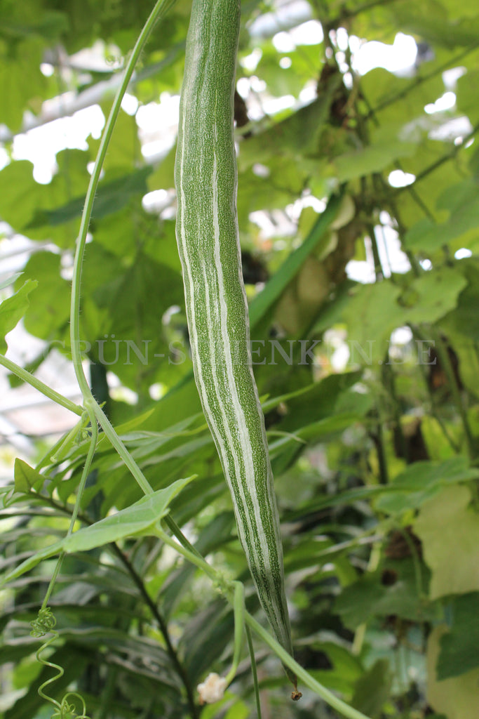 Trichosanthes cucumerina - Schlangenhaargurke