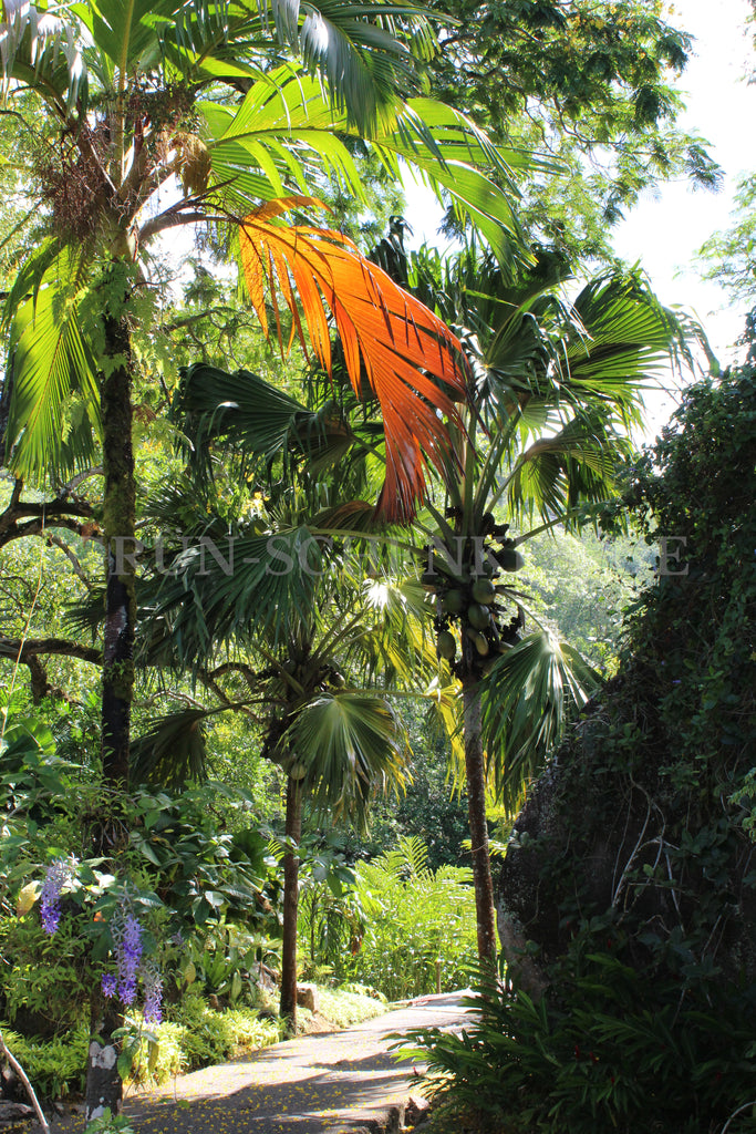 Verschaffeltia splendida - Seychellen Stelzenpalme