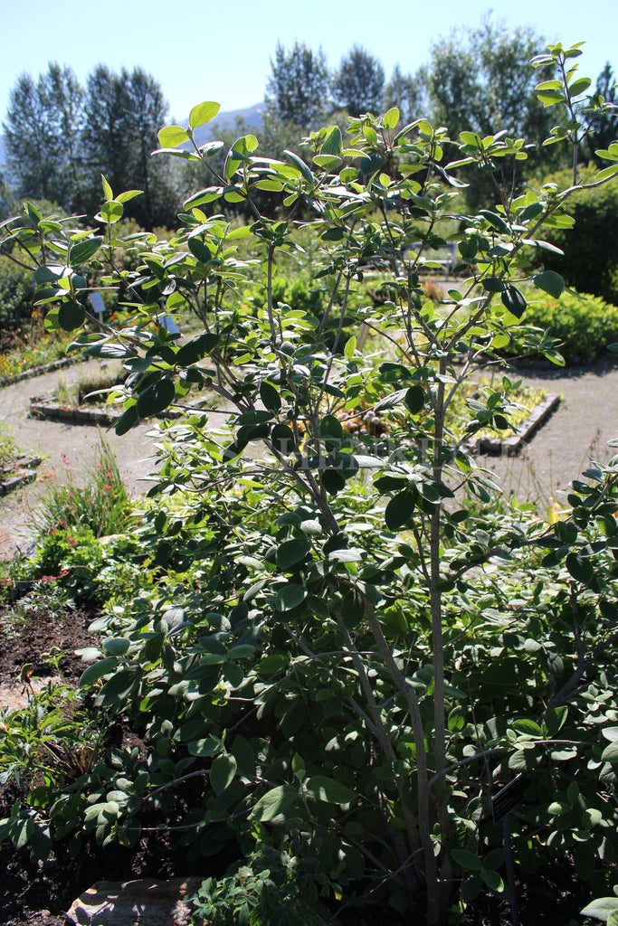 Viburnum lantana - Wolliger Schneeball