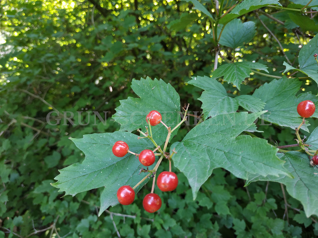 Viburnum opulus - Gemeiner Schneeball