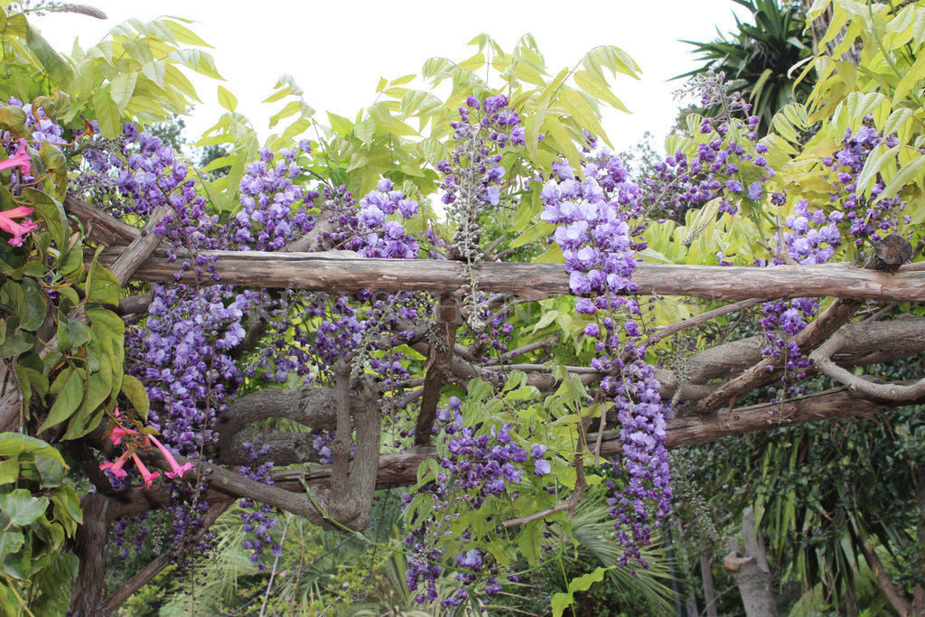 Wisteria sinensis - Blauregen