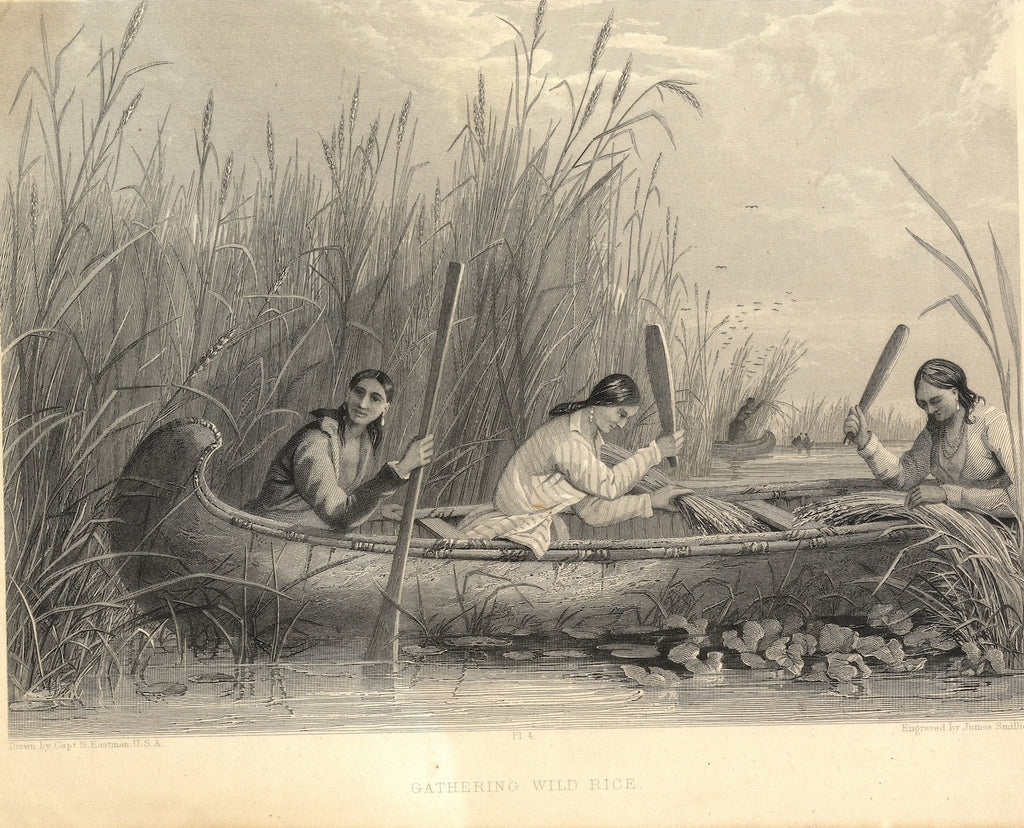Indigenous tribe gathering Zizania Aquatica with the traditional method from a boat.