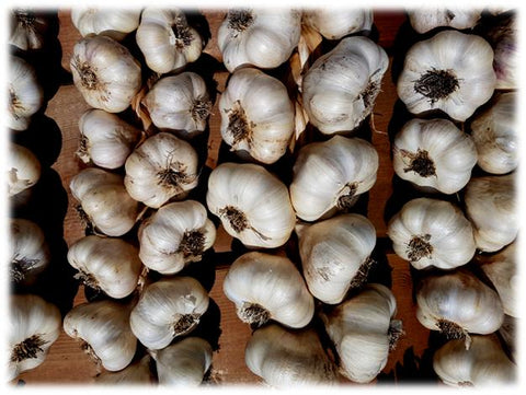 Artichoke Garlic Bulbs