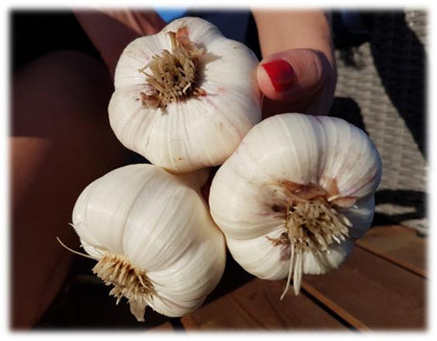 Big Garlic Bulbs