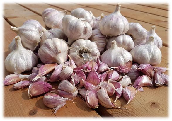 Garlic Seed Bulbs