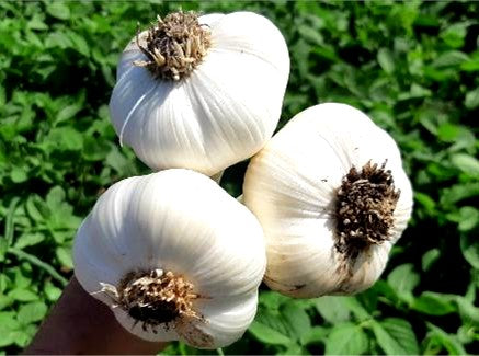 Garlic Bulbs