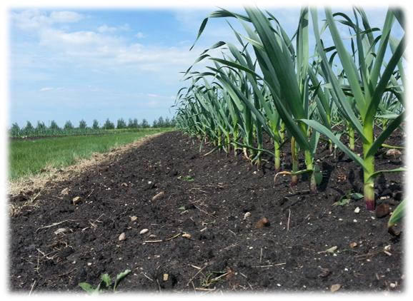 Growing Garlic On Clay Soil