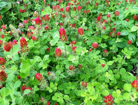 Garden Cover Crop