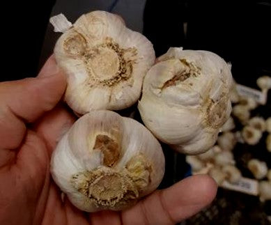 Diseased Garlic Bulbs