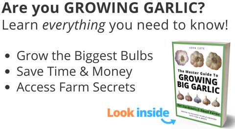 How to Grow Big Garlic