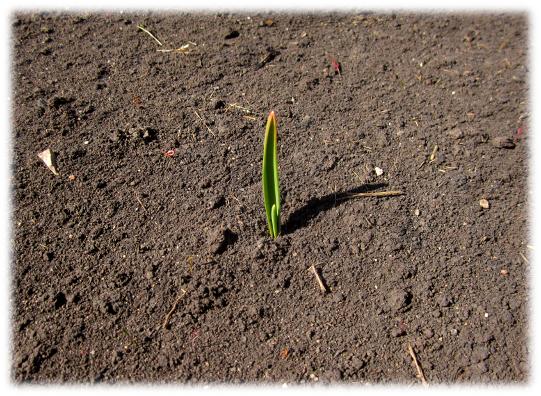 First Garlic Leaf