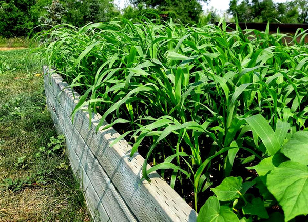 Raised Bed Cover Crop