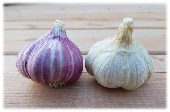 A purple stripe garlic bulb versus a porcelain garlic bulb 