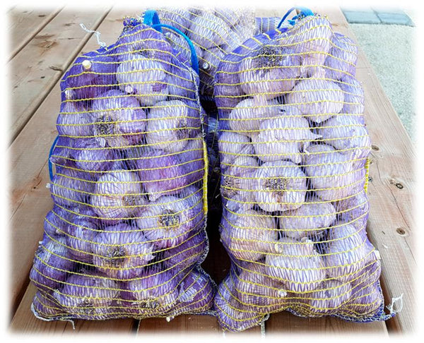 Garlic bulbs stored in mesh bags