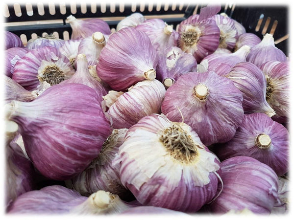 Dried and cured garlic bulbs ready for storage