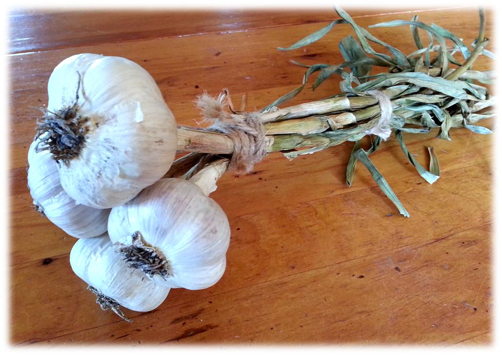 How to Store Garlic Properly at Home 1 Comment </span>