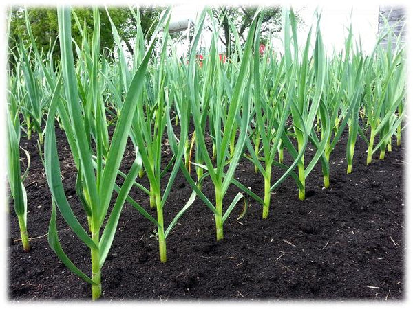 Garlic plants spaced out six inches apart