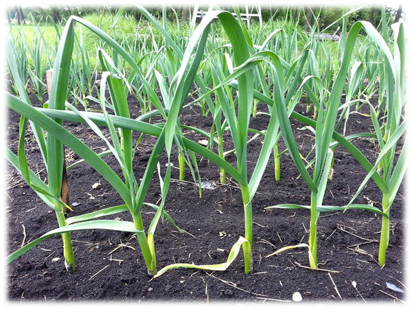 Garlic plants growing
