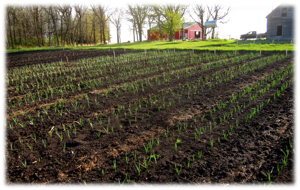 Young garlic plants growing in open field