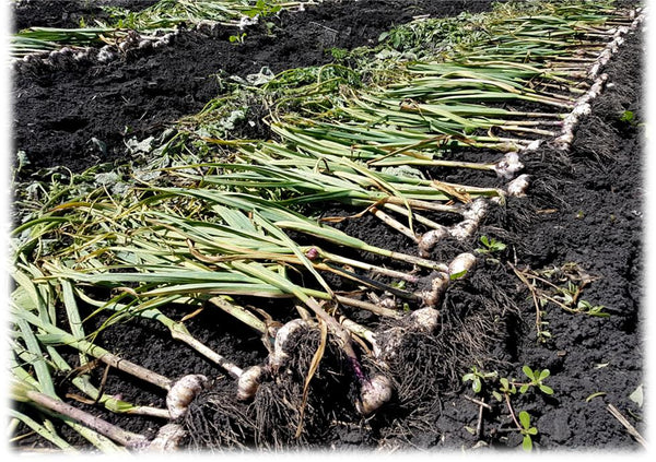 Harvest garlic laid out on the ground