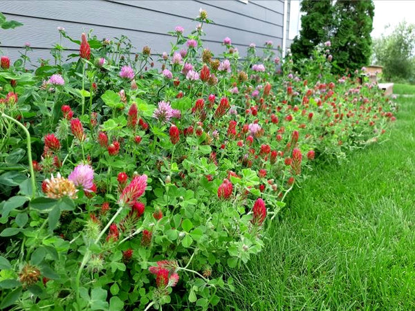 Legume Cover Crop