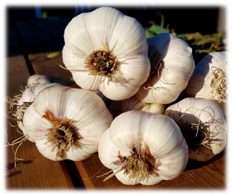 Porcelain Garlic Bulbs