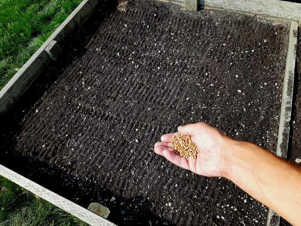 Planting Cover Crop Raised Bed