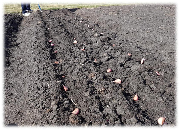 Planting garlic cloves on their sides in furrows