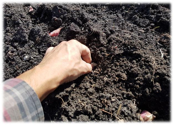 Planting garlic cloves in clay soil